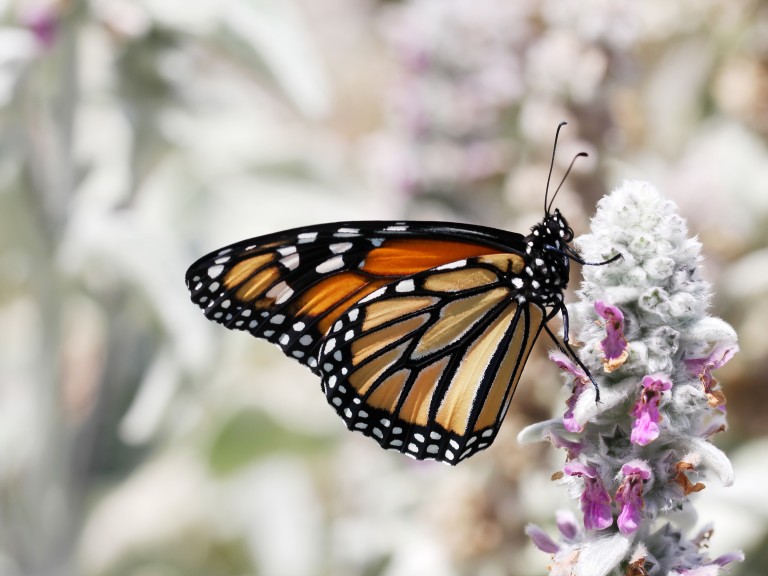 Schmetterling