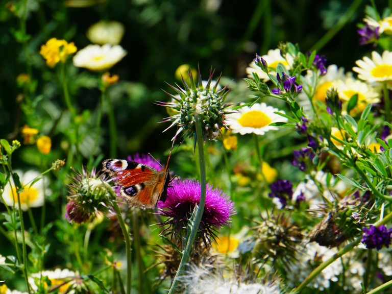 Schmetterling auf einer Blühwiese.