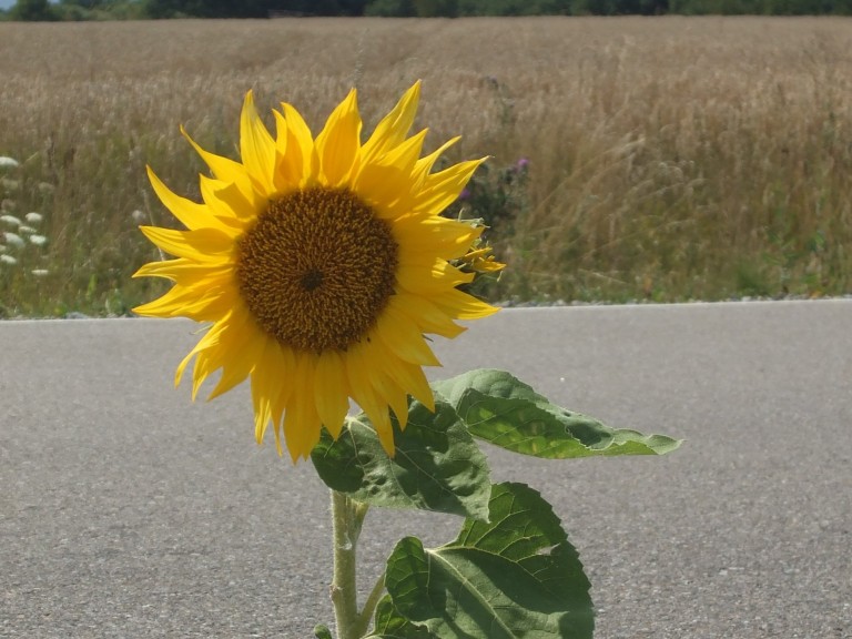 Bild Sonnenblume
