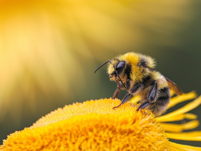 Bienchen auf Blümchen