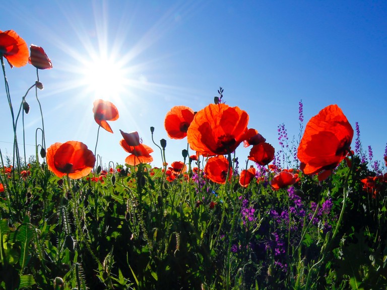 Blumenwiese