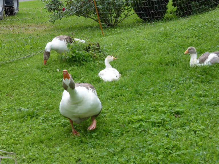 Gänse auf der wiese