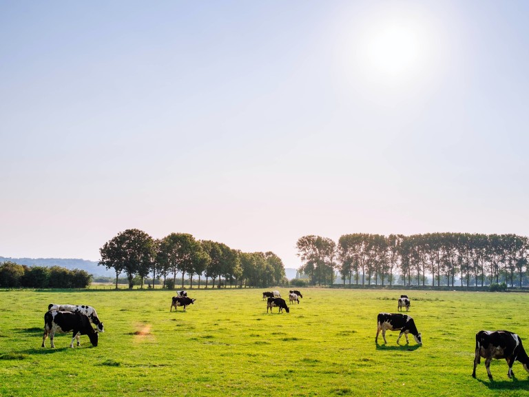 Grasland mit Kühen