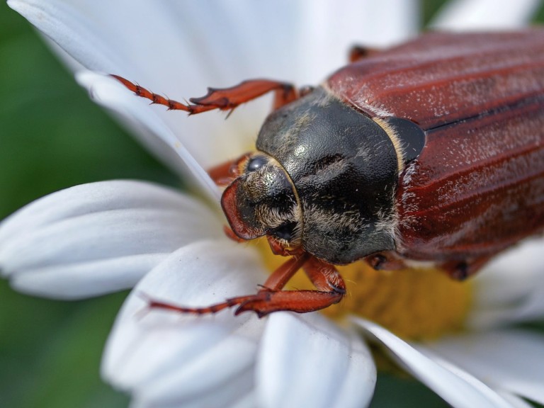 Maikäfer sitzt auf Blume