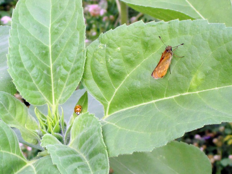 Insektenschutz