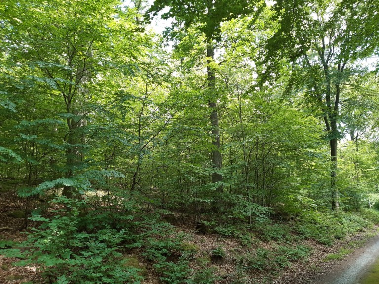 Wald