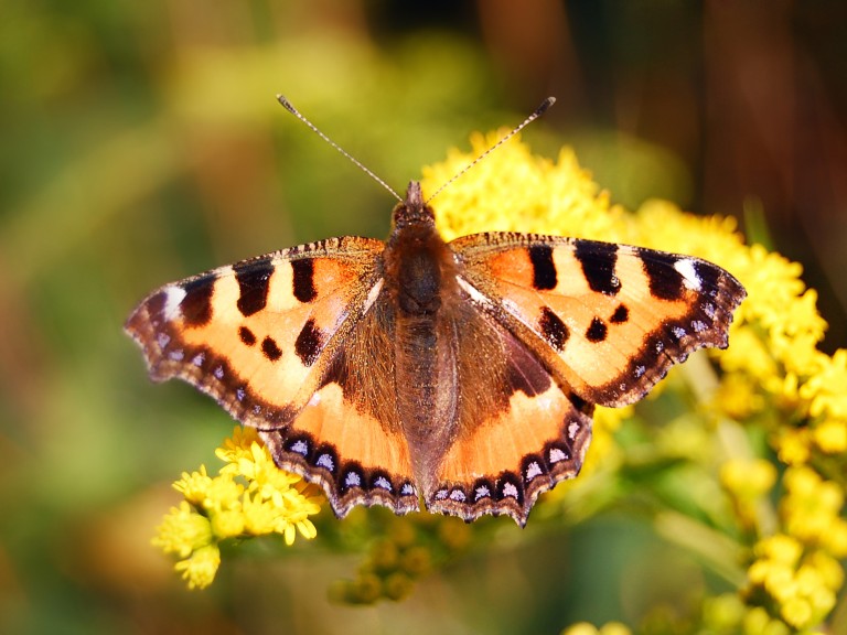 Schmetterling sitzt auf gelber Blüte.