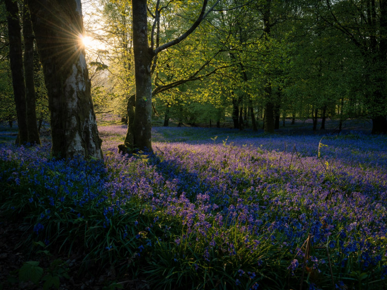 Wald