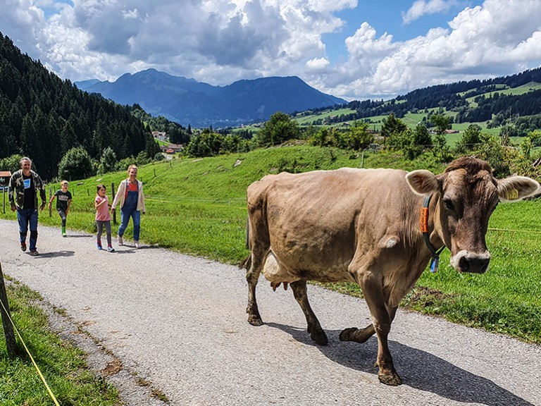 Urlaubspraktika Betrieb Zeller Kranzegg, Viehtrieb