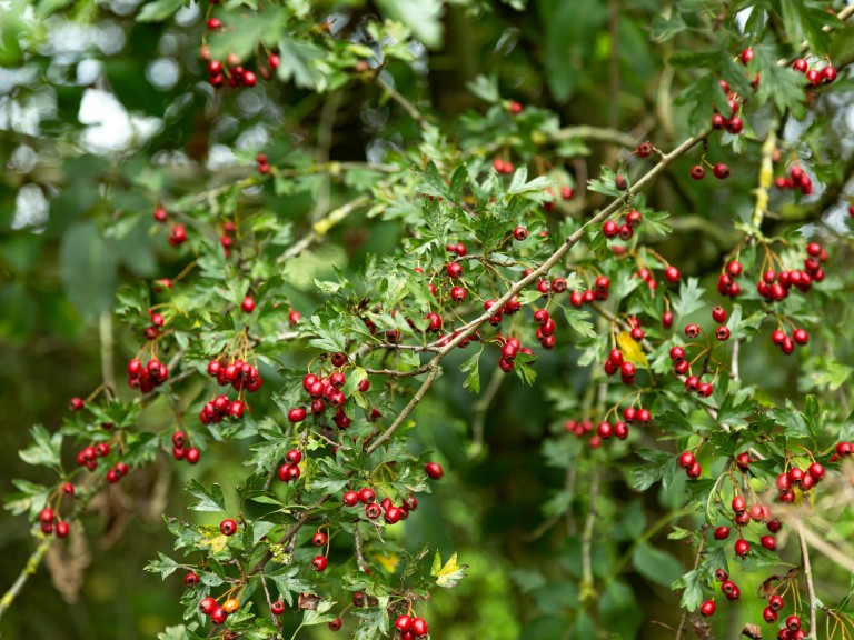 Wildwachsende Hecke