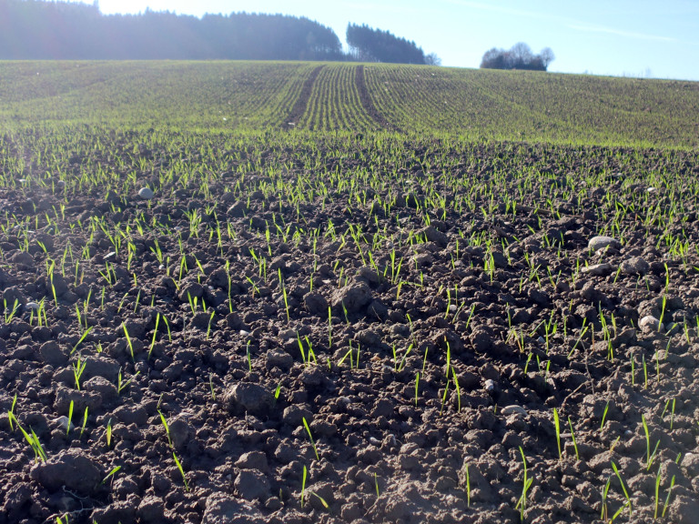 Junge Pflanzen wachsen auf dem Acker. 