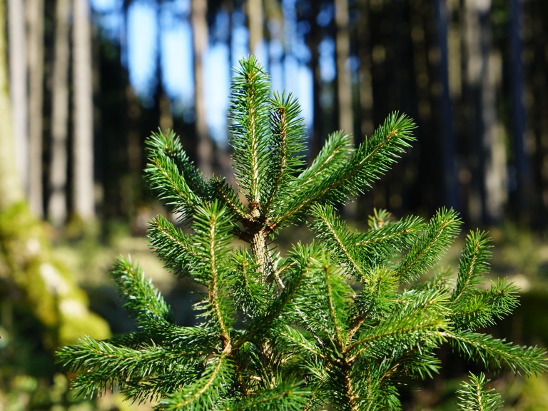 Eine junge Fichte wächst im Wald.