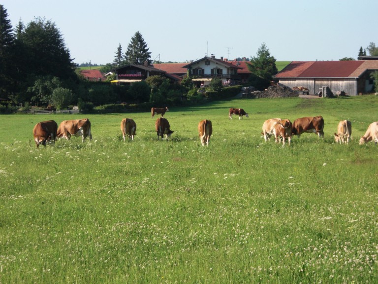 Kühe auf der Weide