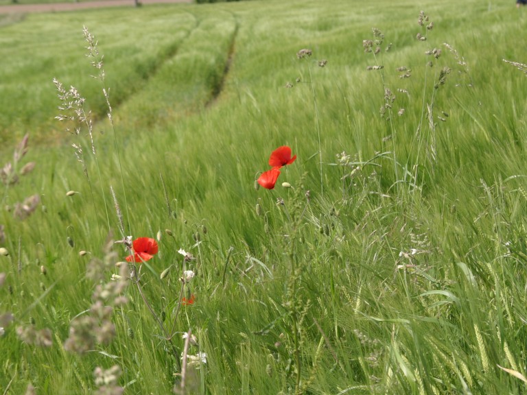 Ökologischer-Landbau