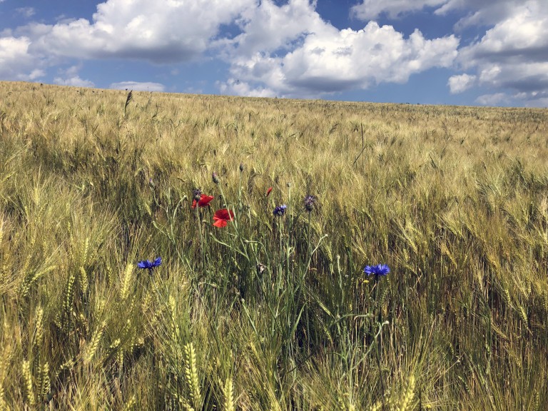 Getreidefeld mit Korn- und Mohnblumen.