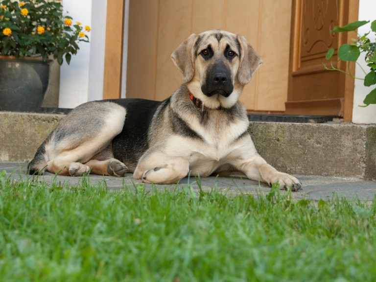 Hofhund liegt vor Hauseingang. 