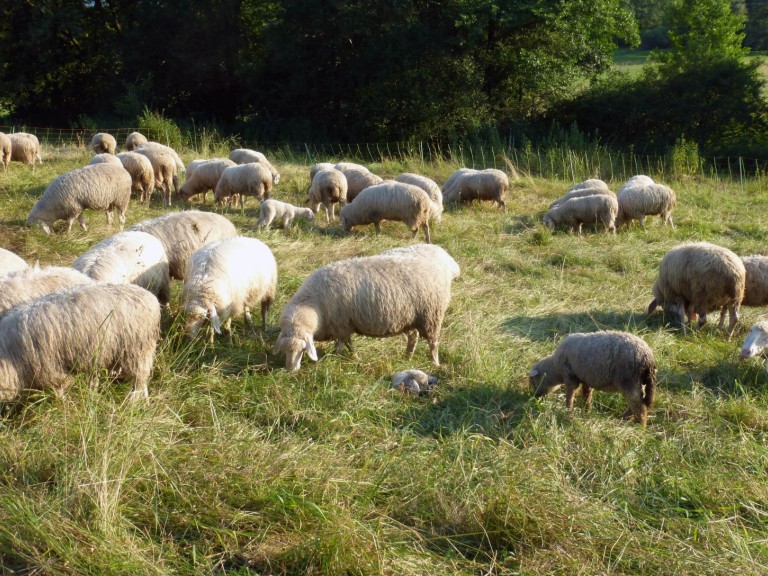 Schafherde