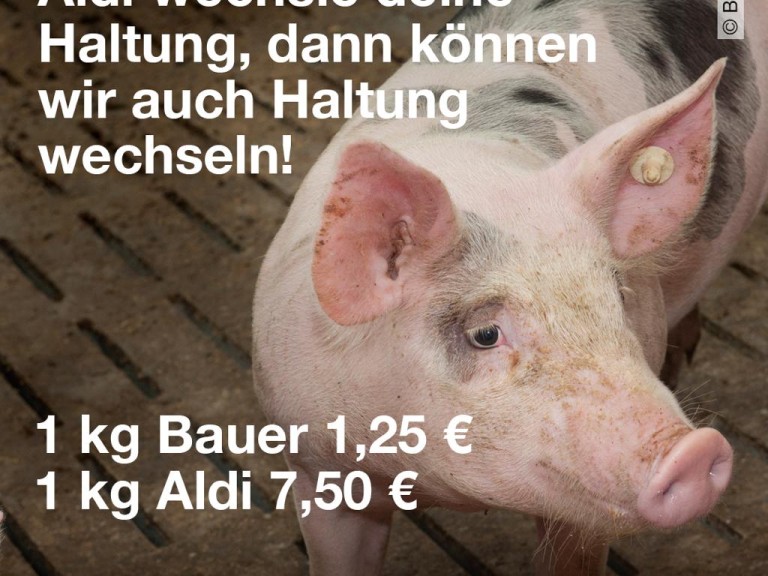 Haltungswechsel Schwein Aldi