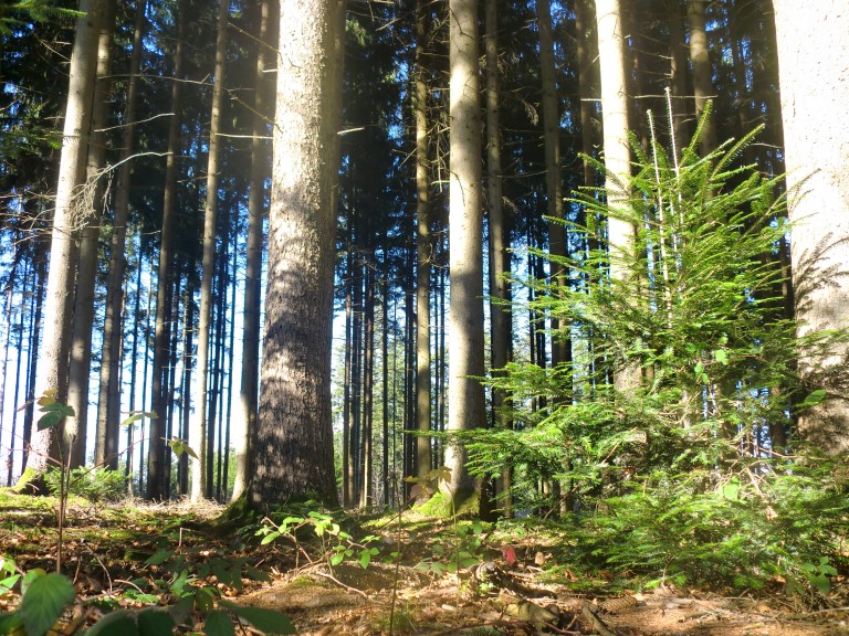 Wald in Bayern