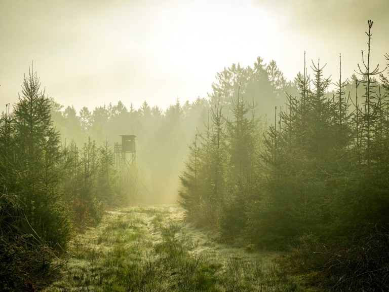 Wald im Morgengrauen