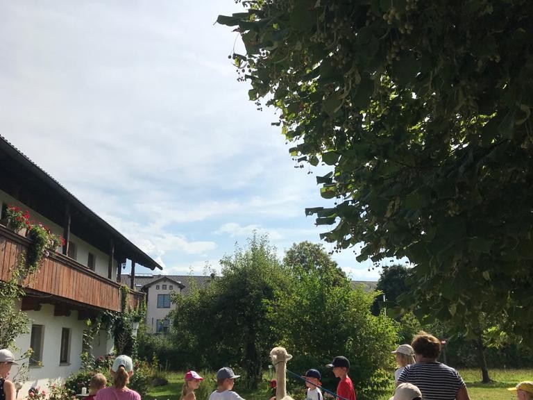Picknick bei Alpakas