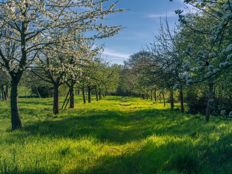 Obstwiese