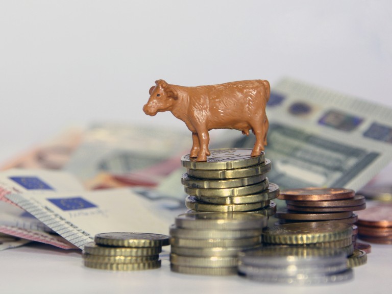 Kuh auf Geldmünzen