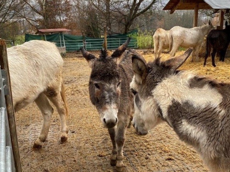 Esel auf Koppel