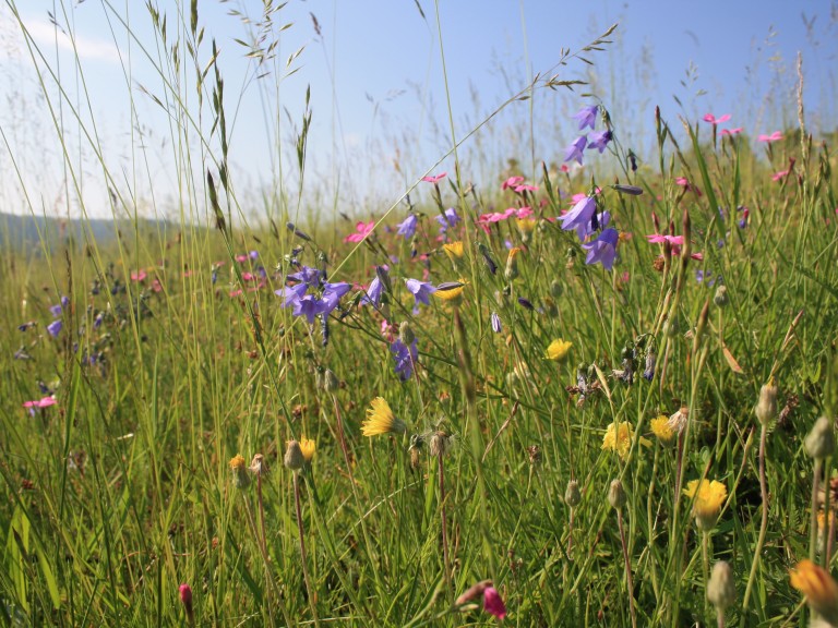 Blühende Wiese Wiesenmeisterschaften 2023