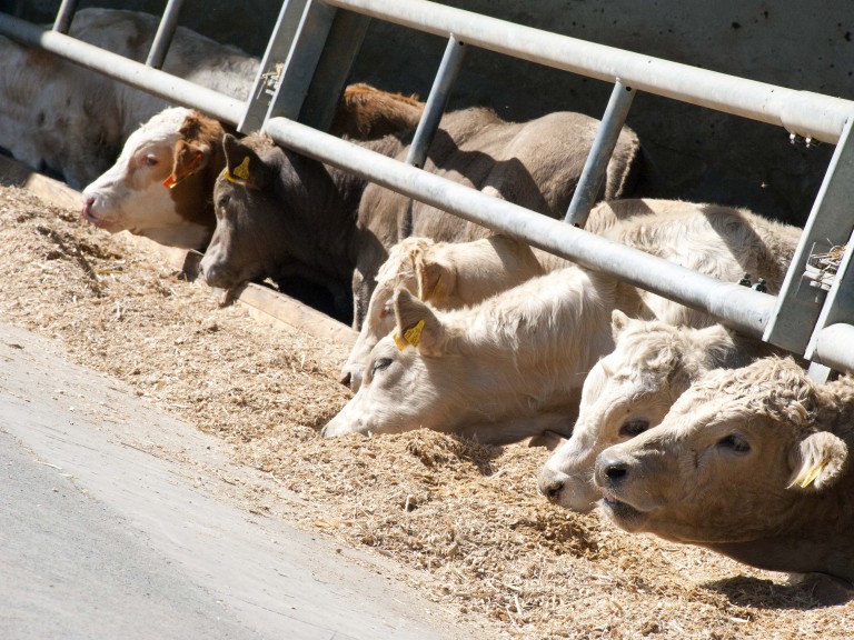 Bullenmast im Freiluftstall