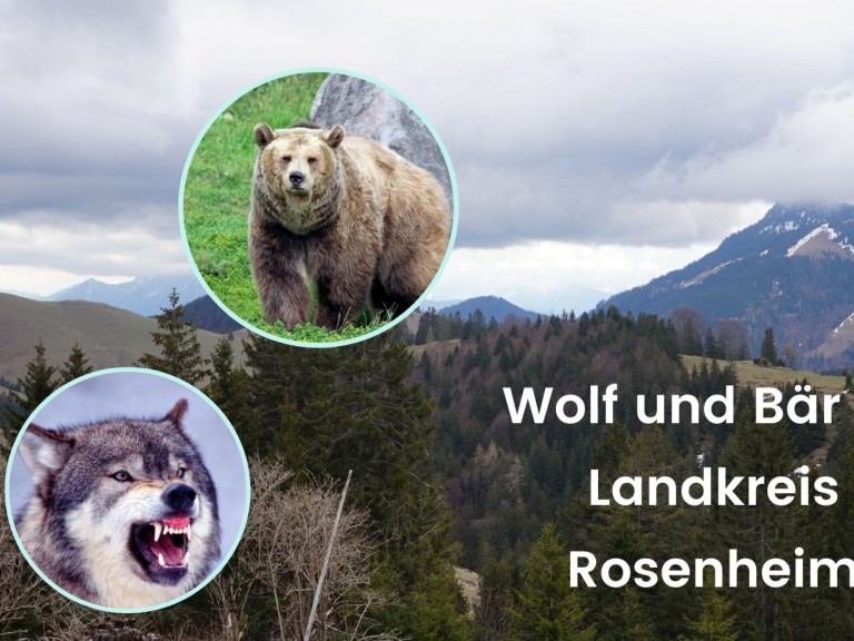 Wolf Bär Rosenheim