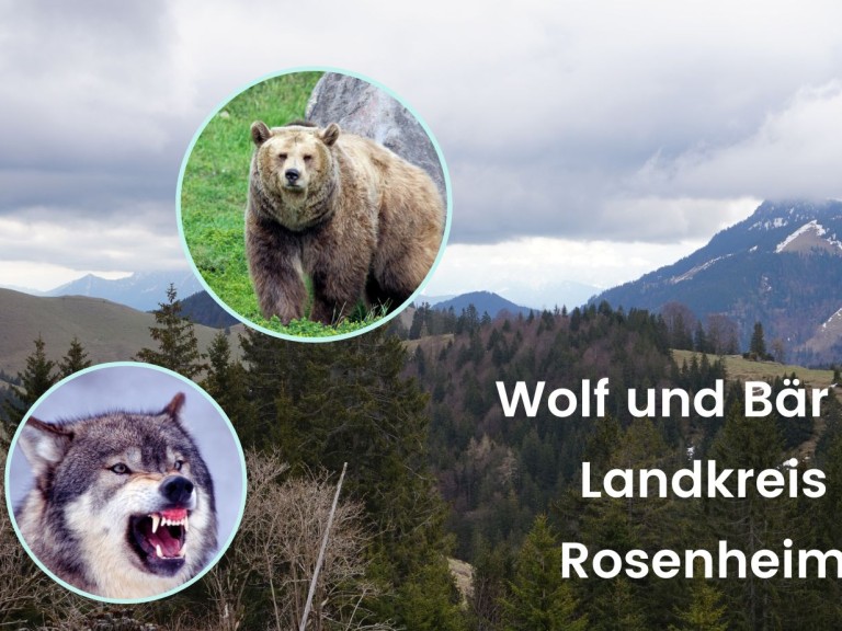 Wolf Bär Rosenheim