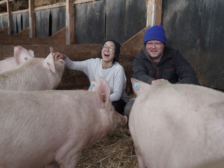 Zwei Personen im Schweinestall mit vier Schweinen