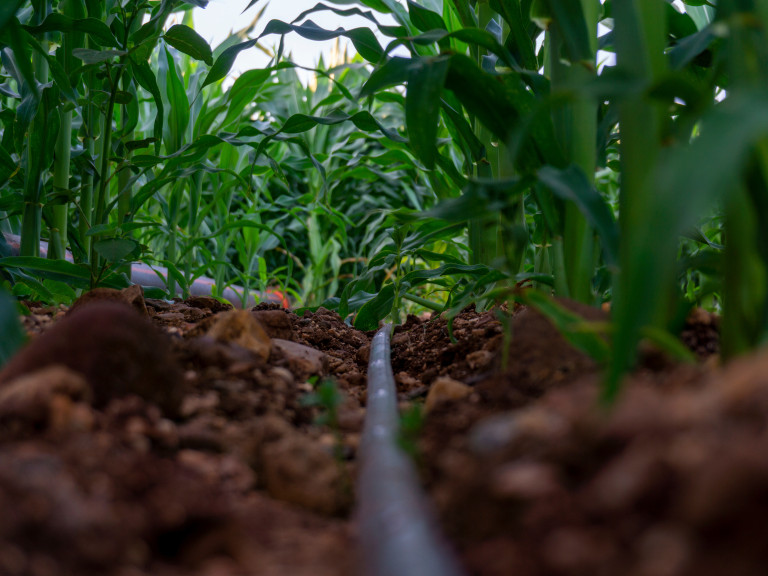 Tröpfchenbewässerung mit Schlauch