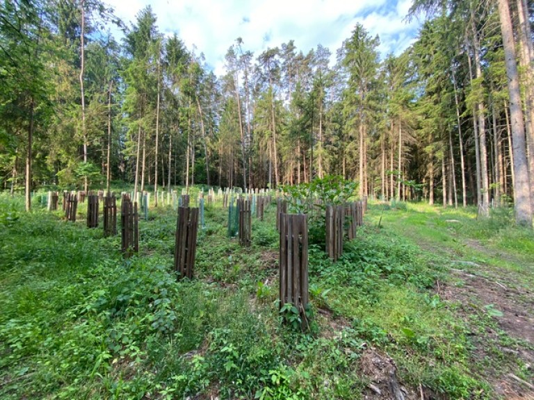 Zukunftswald