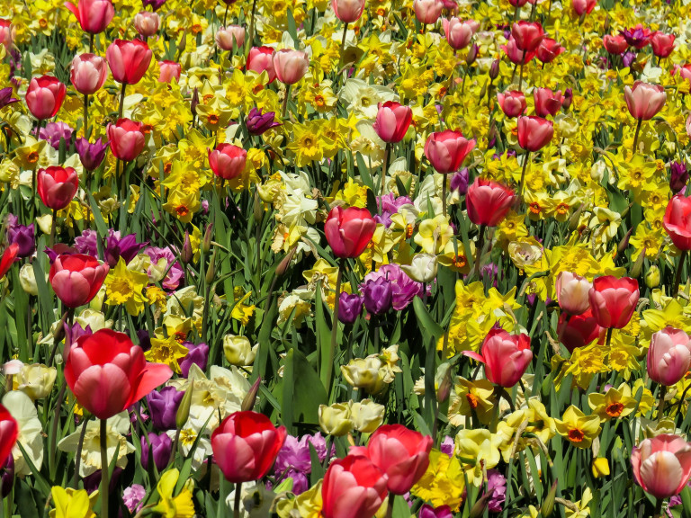 Landesgartenschau