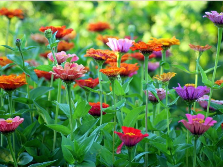 Blumenwiese 