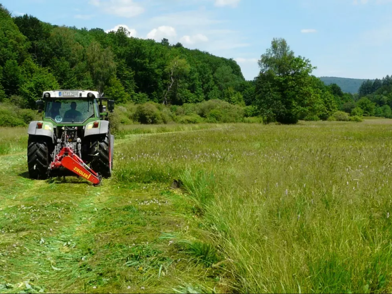Artenreiches Grünland