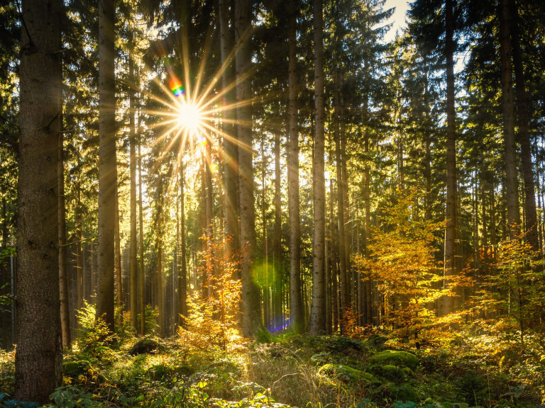 Wald