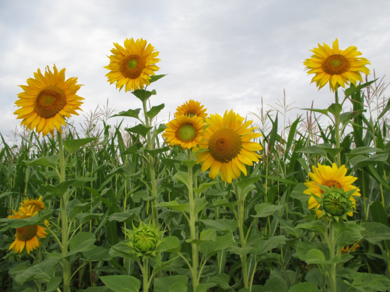 Sonnenblumen