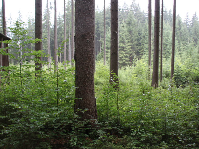 Blick in einen Wald