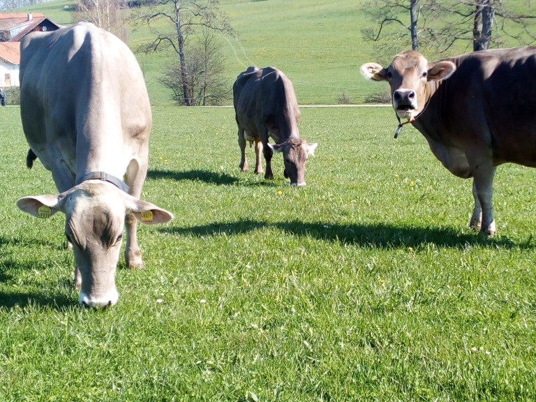 Rinder auf güner Wiese