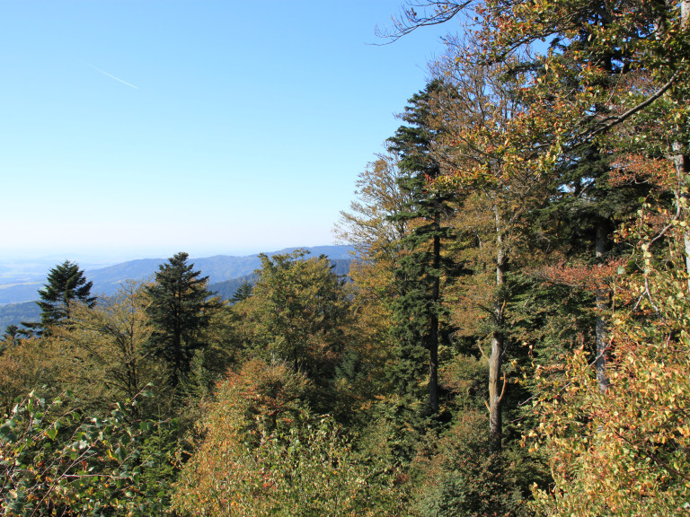 Bayerischer Wald am Berg im Herbst