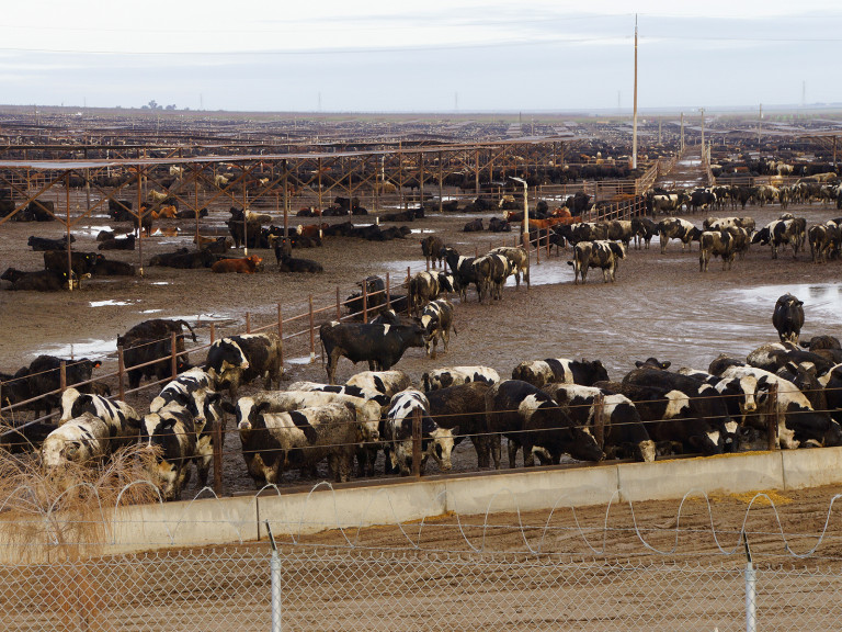 Feedlot in Südamerika