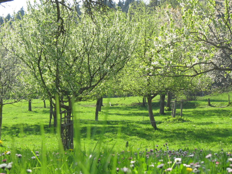 Blühende Obstbäume