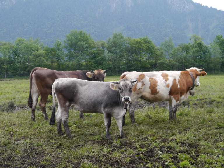 Rinder auf Weide im Voralpenland Berg
