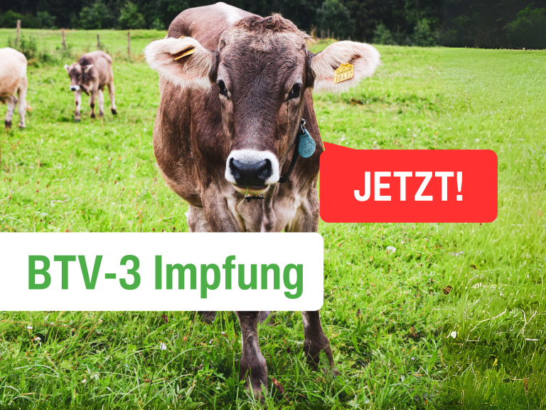 Blauzungenkrankheit BTV-3 Impfung