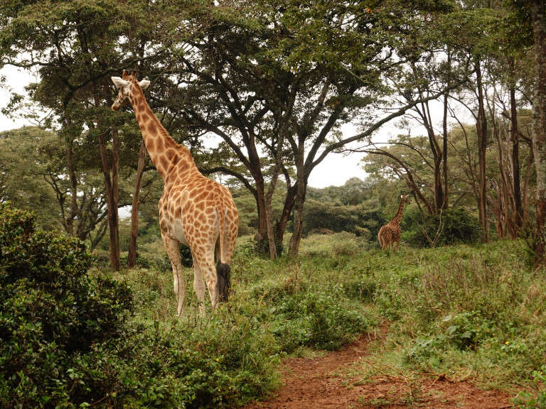 Jungunternehmerreise Kenia