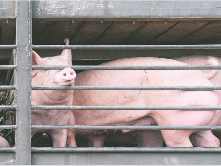 Schweine