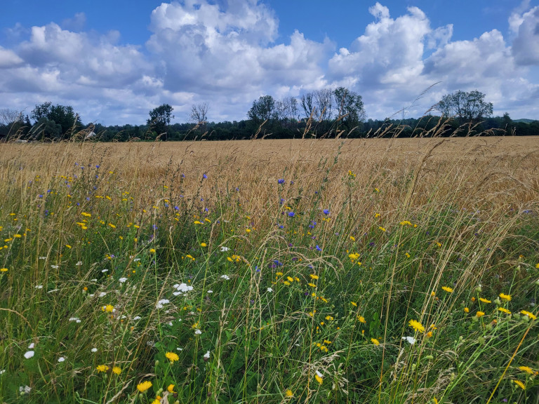 Öko-Getreidefeld mit Blumen am Wegesrand